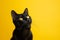 Sleek Black Cat Poses Confidently Against Vibrant Yellow Backdrop