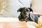 Sleek black kelpie cross labrador mixed breed dog indoors relaxing on lounge suite