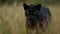 Sleek black panther stalking through the grass created with Generative AI