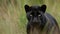 Sleek black panther stalking through the grass created with Generative AI