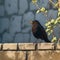 Sleek blackbird rests on a charming low stone barrier