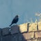 Sleek blackbird rests on a charming low stone barrier