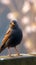 Sleek blackbird rests on a charming low stone barrier