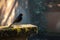 Sleek blackbird rests on a charming low stone barrier