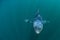 Sleek Blue Shark Cruising in Sunlit Waters