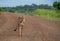 Sleek cheetah in the African bush