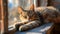 sleek feline sprawled lazily on a sunlit window sill, eyes half-closed in contentment