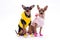 Sleek-haired toy-terrier and chihuahua.