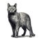 Sleek Metallic Gray Tabby Cat Illustration With Historical Charm