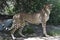 Sleek Regal Cheetah Cat Standing Poised on a Rock