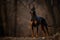 A sleek and regal Doberman Pinscher standing at attention, showing off its strong and powerful build and alert gaze. Generative AI