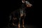 A sleek and regal Doberman Pinscher standing at attention, showing off its strong and powerful build and alert gaze. Generative AI