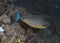 A Sleek Unicornfish Naso hexacanthus in the Red Sea