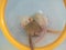 Sleep concept. Baby rats in a food container fell asleep and could