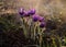 Sleep grass, snowdrop, in the spring in the steppe