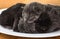 Sleep milk black and gray kitten close