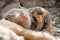 Sleeping adult Rhesus macaque (Macaca Mulatta) monkey hugging a playful infant monkey  Swayambhunath  Nepal