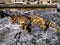A sleeping adult tabby cat basking on granite stones on the embankment of the Bosphorus in Istanbul, Turkey. Concept of happy life