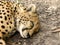 Sleeping African Cheetah