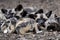 Sleeping African wild dog pups