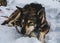 Sleeping Alaskan husky sled dog, resting in the snow.