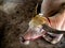 Sleeping albino buffalo. Thai pink buffalo sleeping on the ground top view