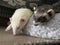 Sleeping Albino and Sable Female Ferets