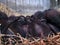 Sleeping American Guinea Hog piglets