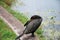 Sleeping Anhinga Bird in Everglades National Park, Florida