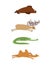 Sleeping animals set 1. Seal and moose. Crocodile and camel. wild animal sleeps. Sleepy beast