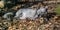 Sleeping arctic fox 4