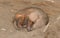 Sleeping armadillo (Chaetophractus villosus)