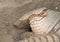 Sleeping armadillo Chaetophractus villosus - Selective focus o