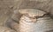 Sleeping armadillo Chaetophractus villosus - Selective focus o