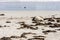 Sleeping Australian Sea Lion Neophoca cinerea on Kangaroo Island coastline, South Australia , Seal bay