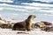 Sleeping Australian Sea Lions Neophoca cinerea on Kangaroo Island beach, South Australia