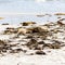 Sleeping Australian Sea Lions Neophoca cinerea on Kangaroo Island coastline, South Australia , Seal bay