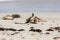 Sleeping Australian Sea Lions Neophoca cinerea on Kangaroo Island coastline, South Australia , Seal bay