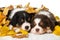 Sleeping australian shepherd puppies isolated on white