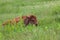 Sleeping Baby Bison