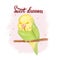 Sleeping baby parrot with hand drawn lettering Sweet dreams illustration for pet shop, exhibition, event for babies or pets, kid c