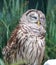 A sleeping Barred Owl, also known as Hoot Owl