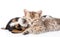 Sleeping basset hound puppy embracing tabby kitten. isolated