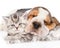 Sleeping Basset hound puppy hugging tabby kitten. isolated