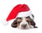 Sleeping basset hound puppy in red santa hat. isolated on white