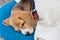 Sleeping beagle