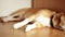 Sleeping beagle doesn\'t like to be disturbed while napping