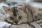 Sleeping beautiful British shorthair cat, laying under the head of the paw