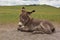 Sleeping Begging Burro Foal in a Large Grass Field