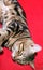 a sleeping bengal cat on a red background